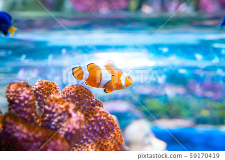 Nemo clown fish in beautiful coral reef 59170419