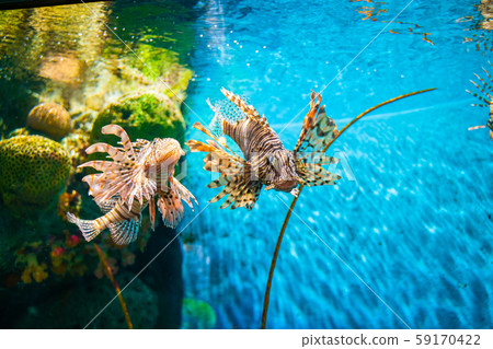 Colorful of Common Lionfish (Turkeyfish, Red Colorful of Common Lionfish (Turkeyfish, Red 59170422