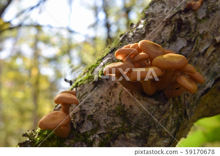 Naratake Naratake 59170678