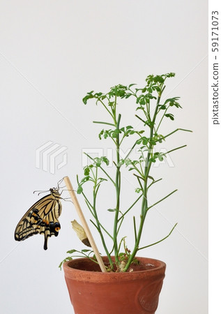 Emergence of Naniageha 59171073