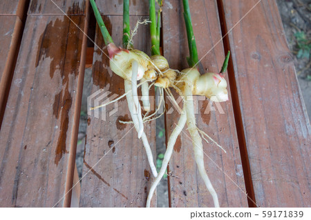 Ginger harvest 59171839