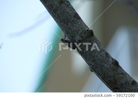 Clova Tsukutsk Clova Tsukutsk 59172100