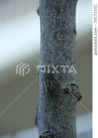 Clova Tsukutsk 59172101