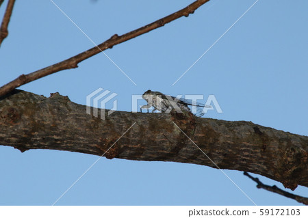 Clova Tsukutsk 59172103