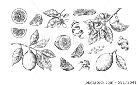 Hand drawn lemon. Vintage lime orange or lemon... - Stock Illustration ...