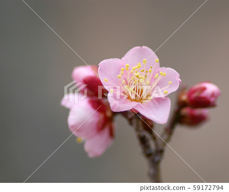 梅花 59172794