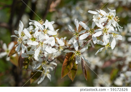 Juneberry, Amelanchier lamarckii Juneberry, Amelanchier lamarckii 59172826