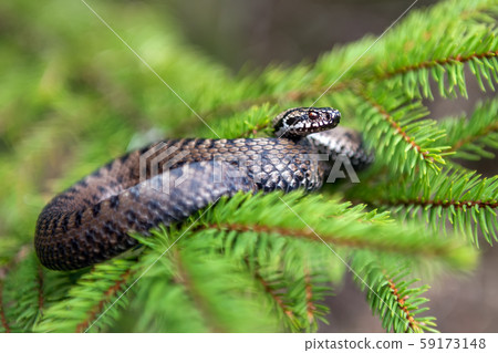 Vipera berus poisonous viper in summer on branch 59173148