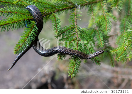 Vipera berus poisonous viper in summer on branch Vipera berus poisonous viper in summer on branch 59173151