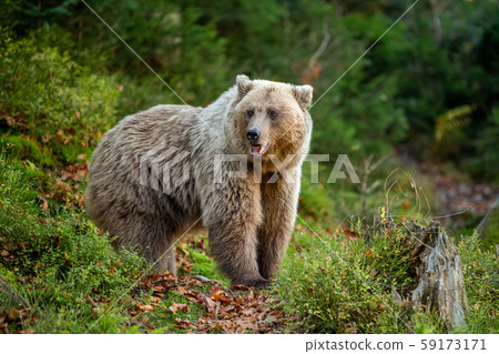 Brown bear in autumn forest Brown bear in autumn forest 59173171