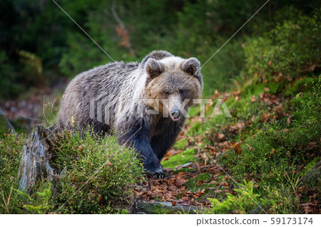 Brown bear in autumn forest Brown bear in autumn forest 59173174