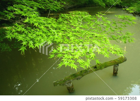 White pond in Anrakuji garden surrounded by fresh greenery, Ueda, Nagano White pond in Anrakuji garden surrounded by fresh greenery, Ueda, Nagano 59173308