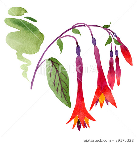 Red fuchsia floral botanical flowers. Watercolor background set. Isolated fuchsia illustration 59173328