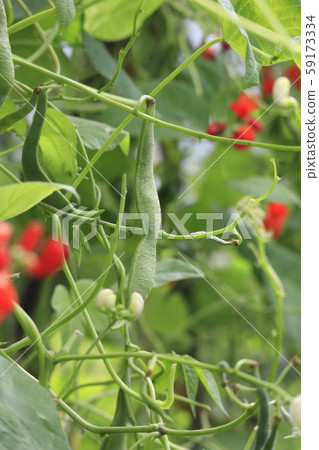 紅花豆和花 紅花豆和花 59173334