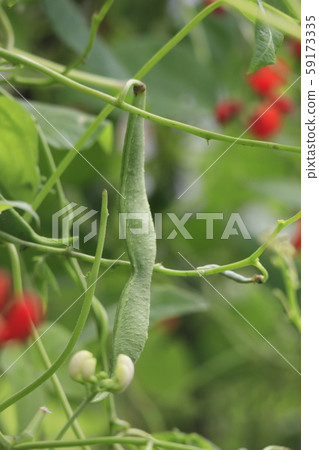 紅花豆和花 紅花豆和花 59173335