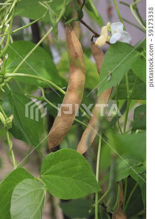 紅花豆和花 59173338