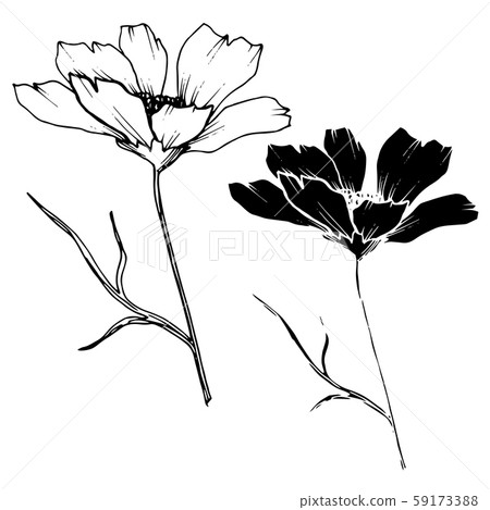 Vector Cosmos floral botanical flowers. Black and white engraved ink art. Isolated cosmea 59173388