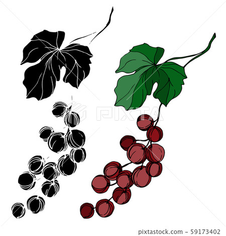 Vector Grape berry healthy food. Black and white engraved ink art. Isolated grapes illustration Vector Grape berry healthy food. Black and white engraved ink art. Isolated grapes illustration 59173402