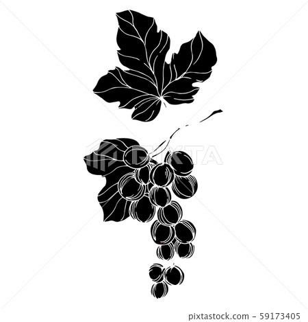Vector Grape berry healthy food. Black and white engraved ink art. Isolated grapes illustration 59173405