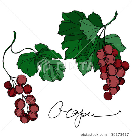 Vector Grape berry healthy food. Black and white engraved ink art. Isolated grapes illustration Vector Grape berry healthy food. Black and white engraved ink art. Isolated grapes illustration 59173417