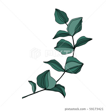 Vector Eucalyptus tree leaves. Black and white engraved ink art. Isolated eucalyptus illustration Vector Eucalyptus tree leaves. Black and white engraved ink art. Isolated eucalyptus illustration 59173421