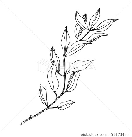 Vector Eucalyptus tree leaves. Black and white engraved ink art. Isolated eucalyptus illustration Vector Eucalyptus tree leaves. Black and white engraved ink art. Isolated eucalyptus illustration 59173423