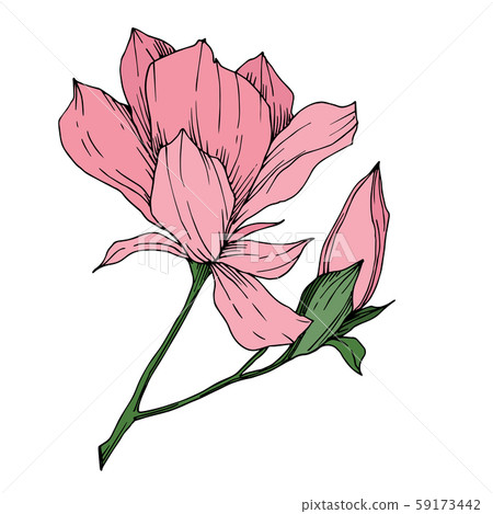 Vector Magnolia floral botanical flowers. Black and white engraved ink art. Isolated magnolia 59173442