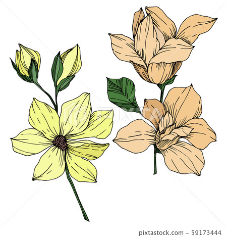 Vector Magnolia floral botanical flowers. Black and white engraved ink art. Isolated magnolia Vector Magnolia floral botanical flowers. Black and white engraved ink art. Isolated magnolia 59173444