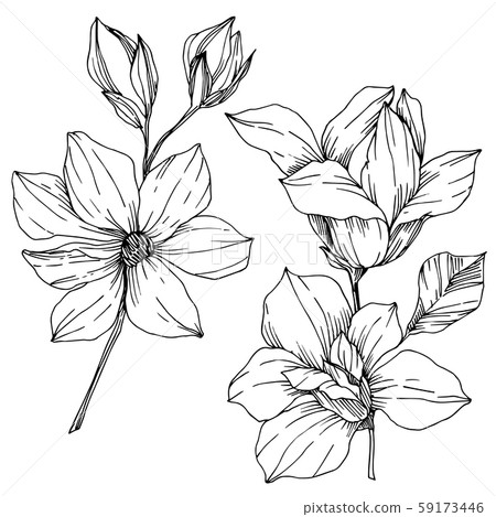 Vector Magnolia floral botanical flowers. Black and white engraved ink art. Isolated magnolia Vector Magnolia floral botanical flowers. Black and white engraved ink art. Isolated magnolia 59173446