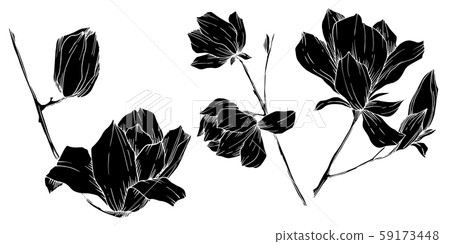 Vector Magnolia floral botanical flowers. Black and white engraved ink art. Isolated magnolia Vector Magnolia floral botanical flowers. Black and white engraved ink art. Isolated magnolia 59173448