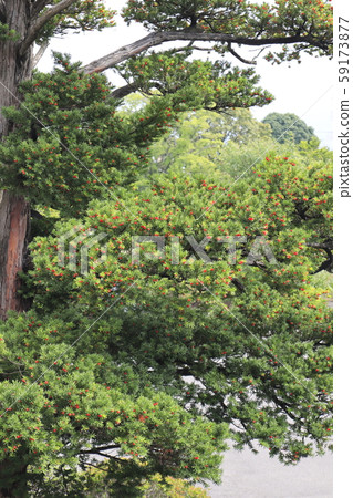 Yew with red fruits 59173877