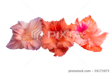 gladiolus flower isolated gladiolus flower isolated 59173975