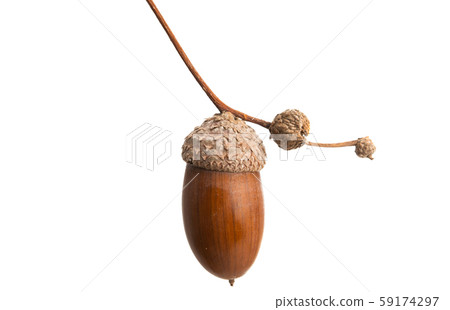acorns isolated 59174297