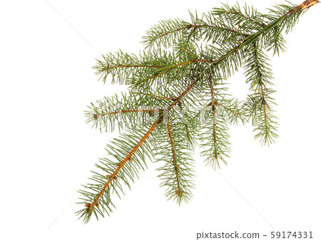 spruce branch isolated 59174331