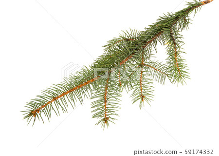 spruce branch isolated 59174332
