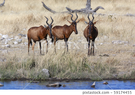 Red Hartebeest - Namibia - Africa Red Hartebeest - Namibia - Africa 59174455