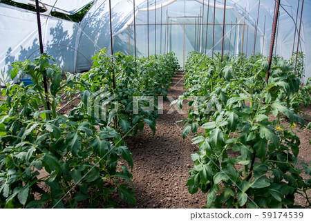Organic tomato plants in a greenhouse and drip 59174539
