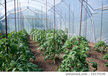 Organic tomato plants in a greenhouse and drip Organic tomato plants in a greenhouse and drip 59174540