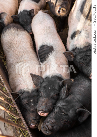 Pigs family in pigsty, look into camera. dirty and Pigs family in pigsty, look into camera. dirty and 59176135