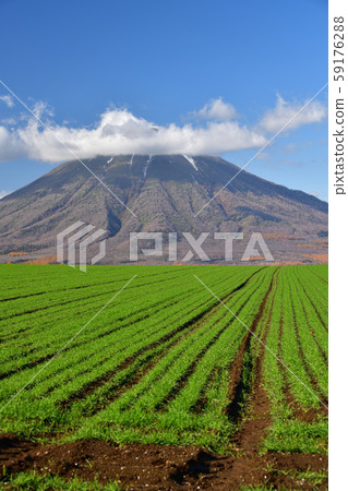 拍攝北海道京極剛發芽的麥田的照片 59176288