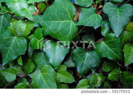 Bright background made of large green leaves Bright background made of large green leaves 59177053