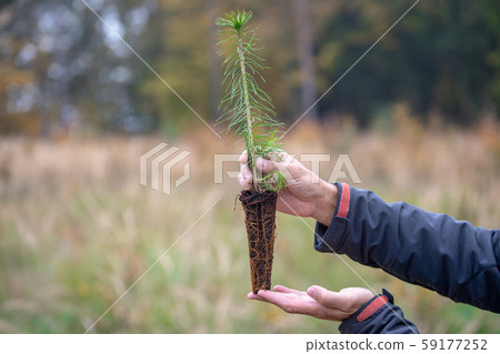 plantation of young trees for forest regeneration after intervention by natural elements 59177252