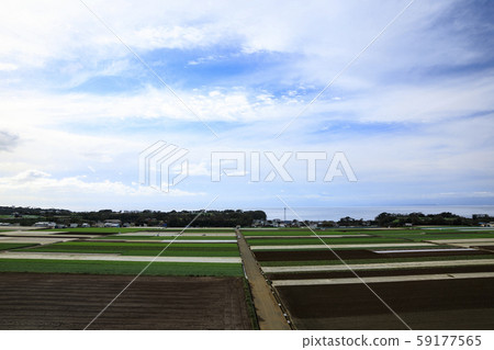 Daikon field (autumn) Daikon field (autumn) 59177565