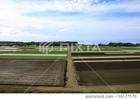 Daikon field (autumn) Daikon field (autumn) 59177570