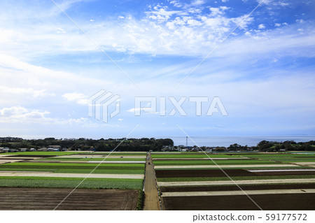 Daikon field (autumn) Daikon field (autumn) 59177572