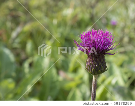 One close up purple field thistle closeup on green One close up purple field thistle closeup on green 59178299