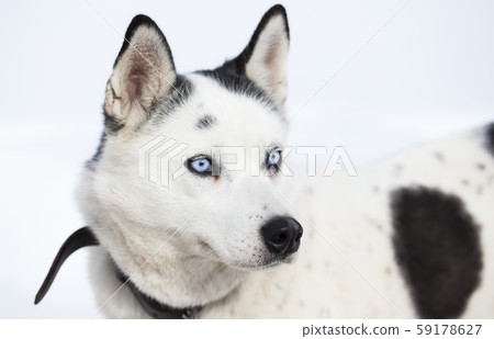 cute husky portrait with blue eyes in the snow 59178627