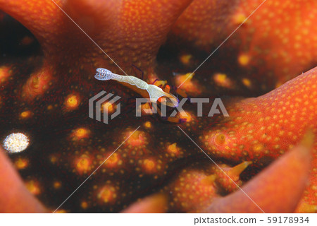 Sea cucumber shrimp Okinawa 59178934