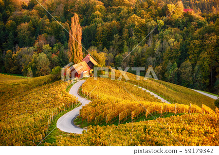 Heart shaped wine road in Slovenia 59179342