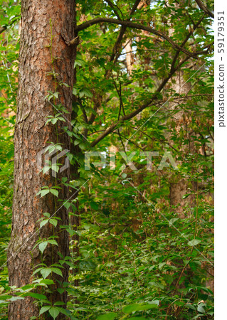 Pine forest with distorted old trunks entwined Pine forest with distorted old trunks entwined 59179351